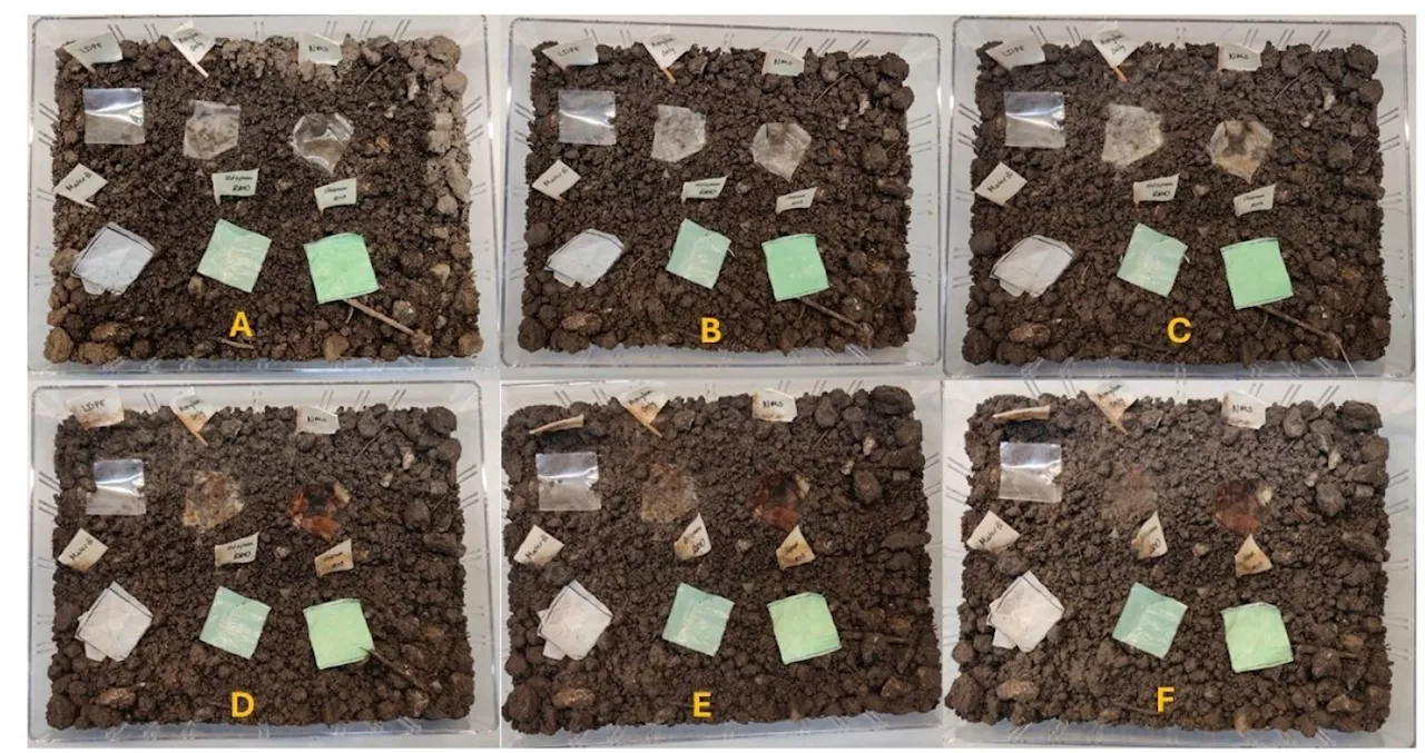 Researchers invent 100% biodegradable 'barley plastic'