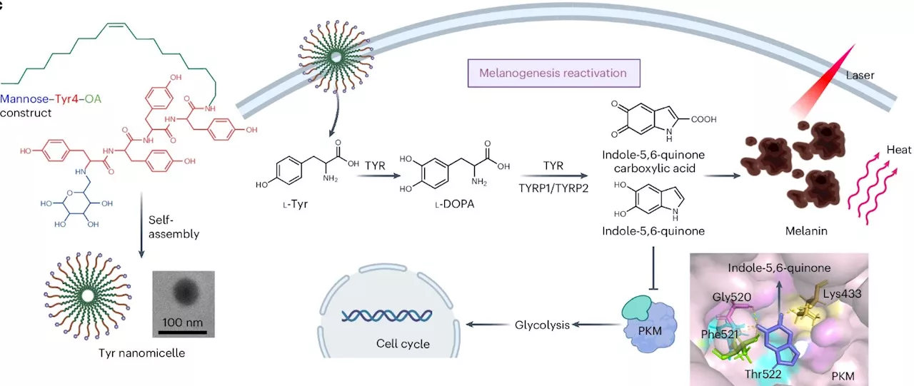 Scientists use tyrosine nanomedicine to halt melanoma growth