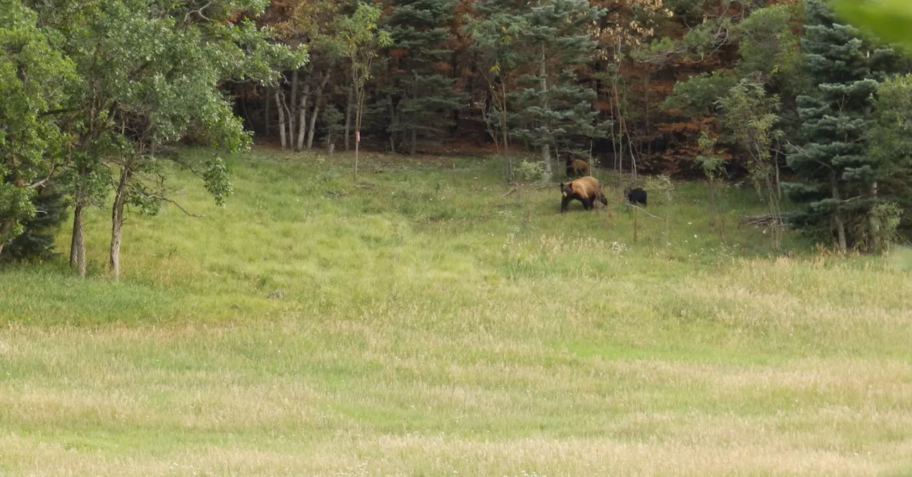 Personal Perspective: In the "Man vs. Bear" debate, neither choice feels safe.