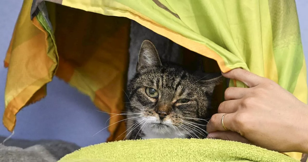 Solingen: Tierschützer warnen vor Giftködern