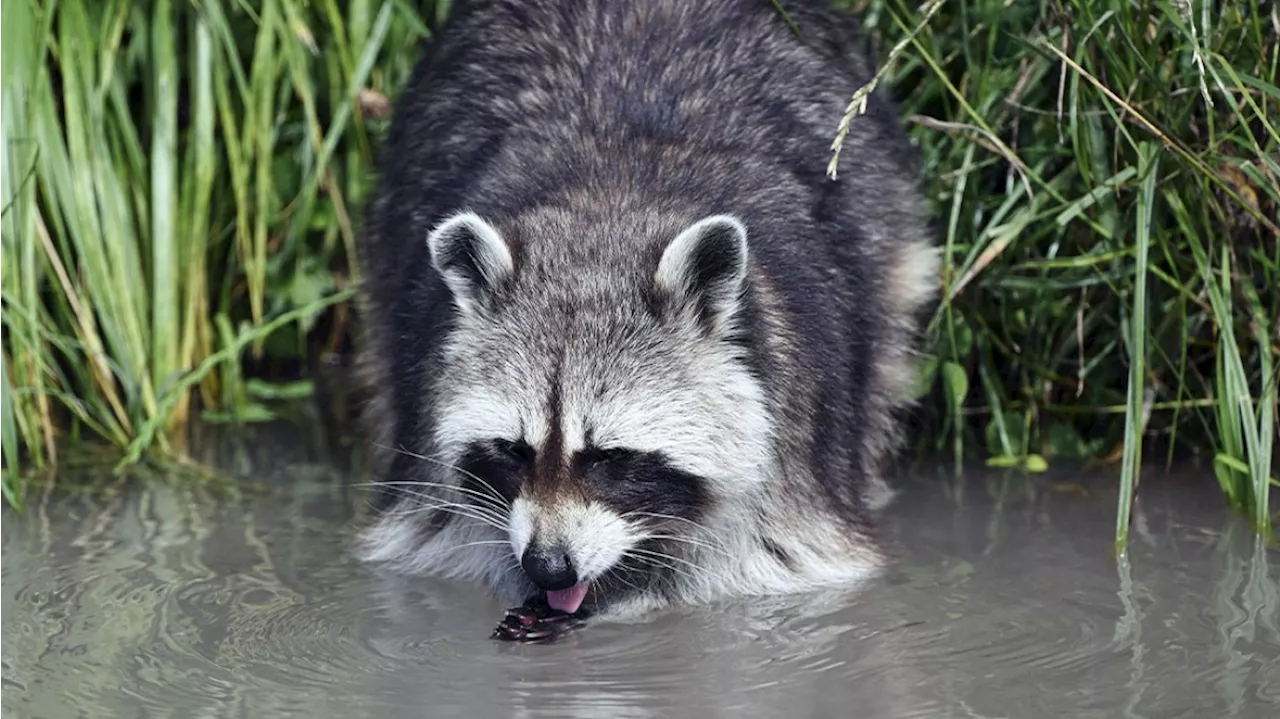 Les ratons laveurs envahissent la Wallonie : une véritable menace pour les animaux domestiques