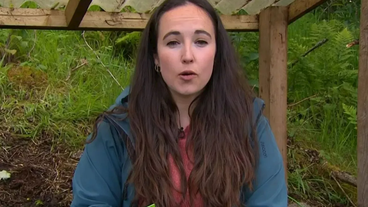 Springwatch’s Megan McCubbin speaks out over backlash to ‘inappropriate’ beaver remarks on BBC show...