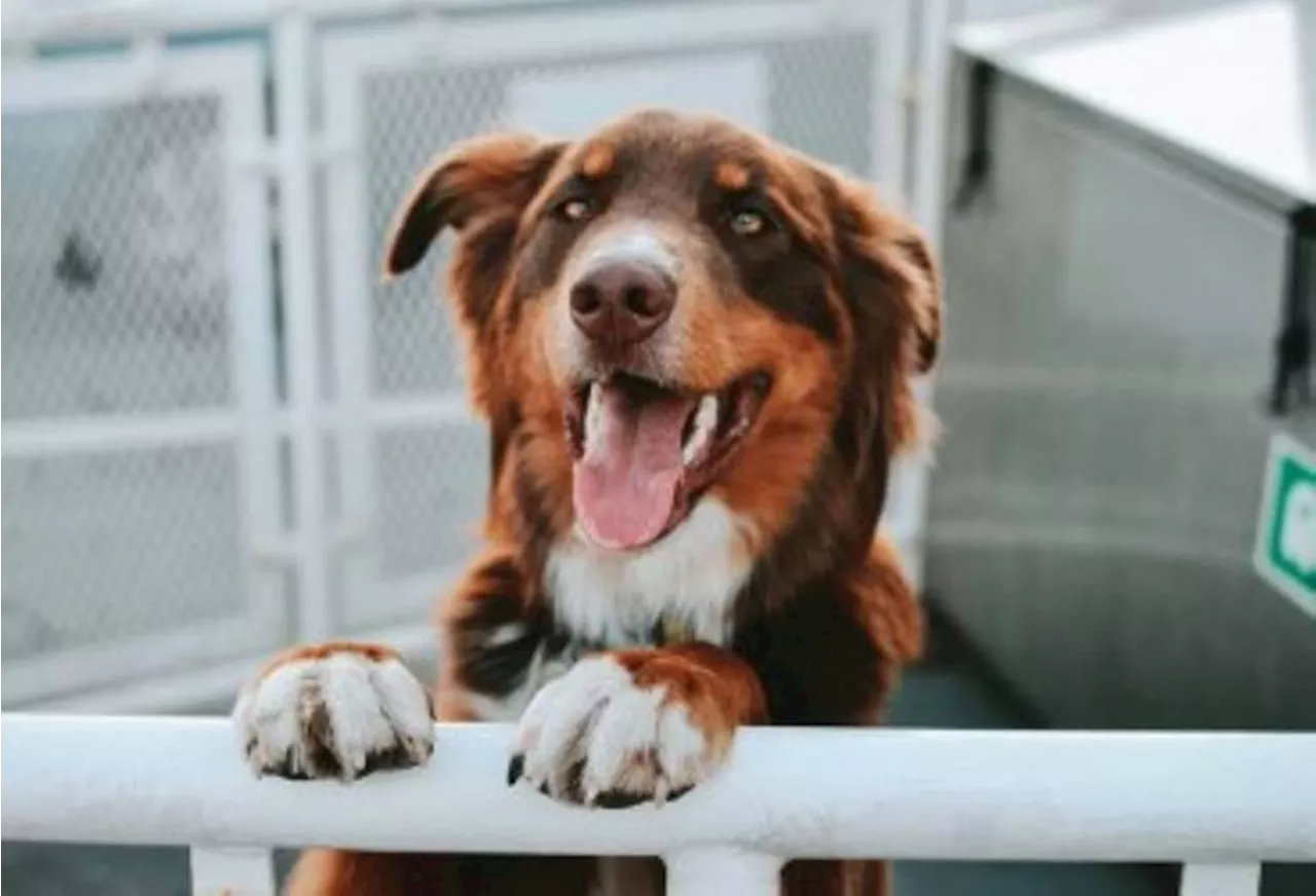 Pet area added to upper decks of Tsawwassen-Swartz Bay ferries