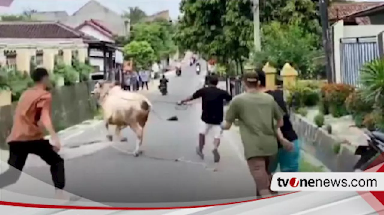 Dua Warga Bandar Lampung Jadi Korban Amukan Sapi, Satu Korban Terpaksa Jalani Operasi di Rumah Sakit