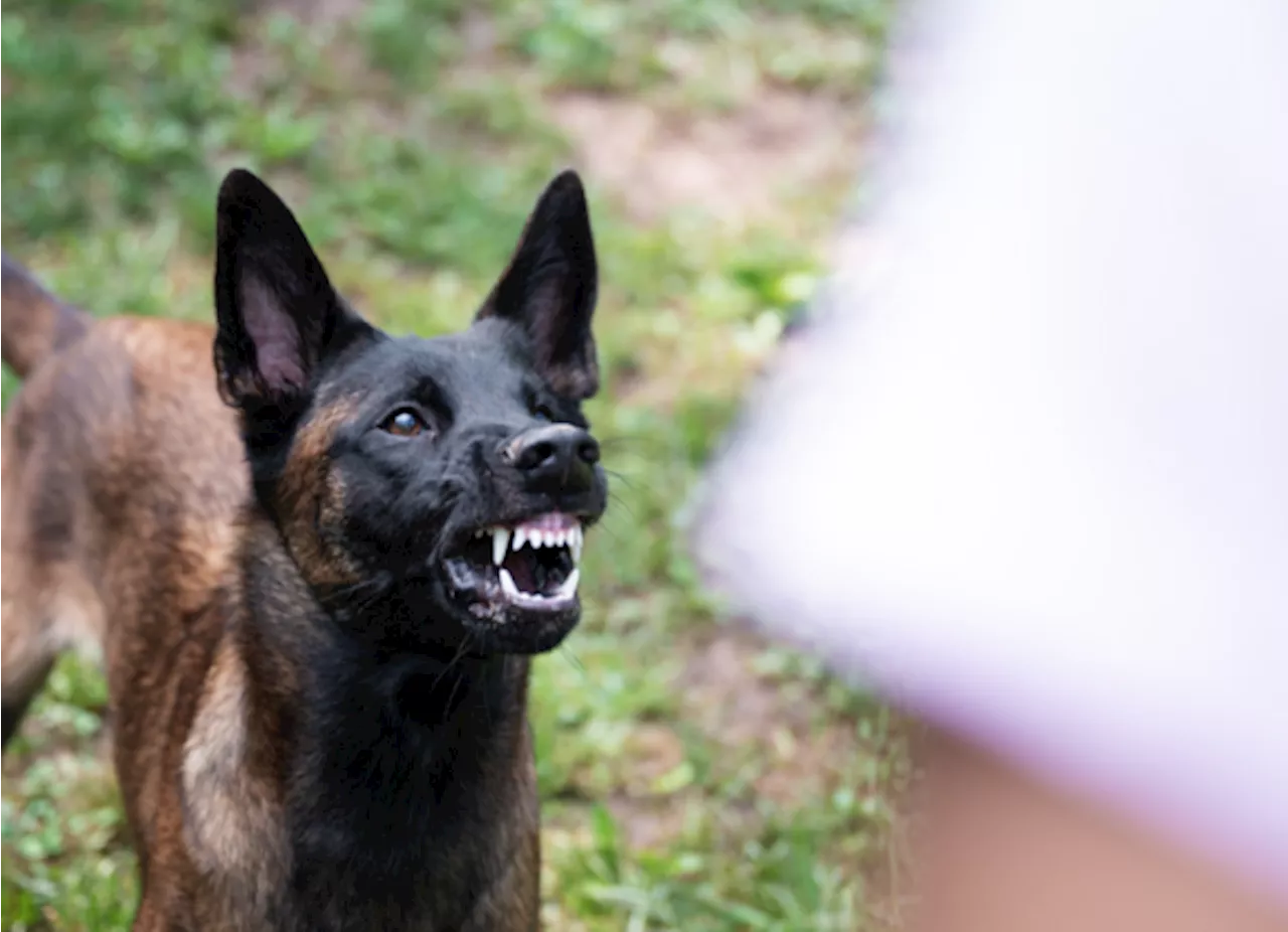 Si tiene un perro bravo debe contratar seguro contra daños a terceros: Diputado coahuilense