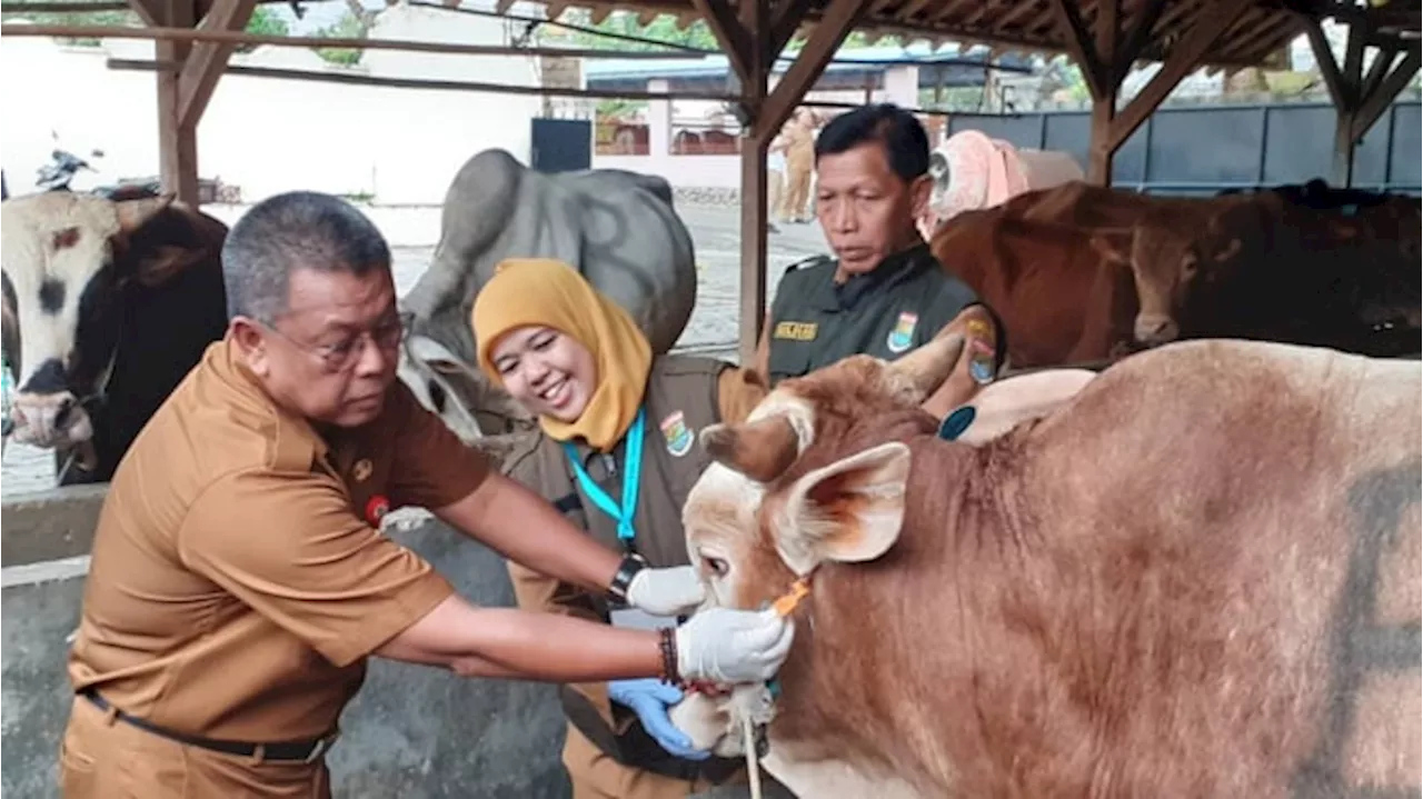 DPKP Kabupaten Tangerang Temukan Kasus Cacing Hati pada Hewan Kurban