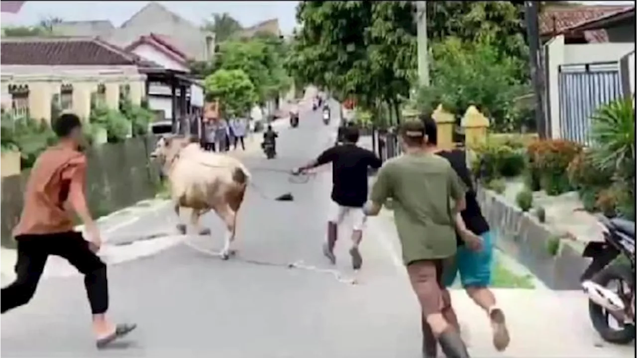 Sederet Kejadian Sapi Mengamuk, dari Turun ke Jalan hingga Melukai Panitia Kurban