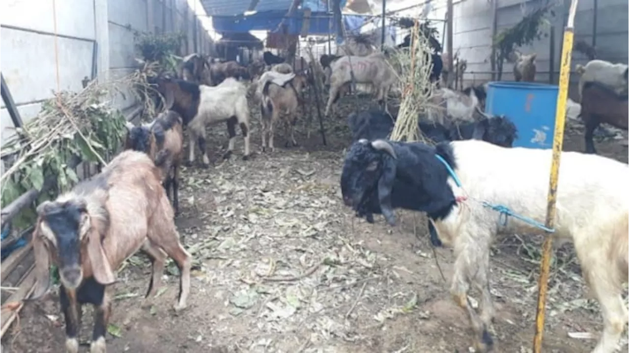 Viral Video Detik-detik Kambing Kurban Kembali Hidup Usai Disembelih Warga