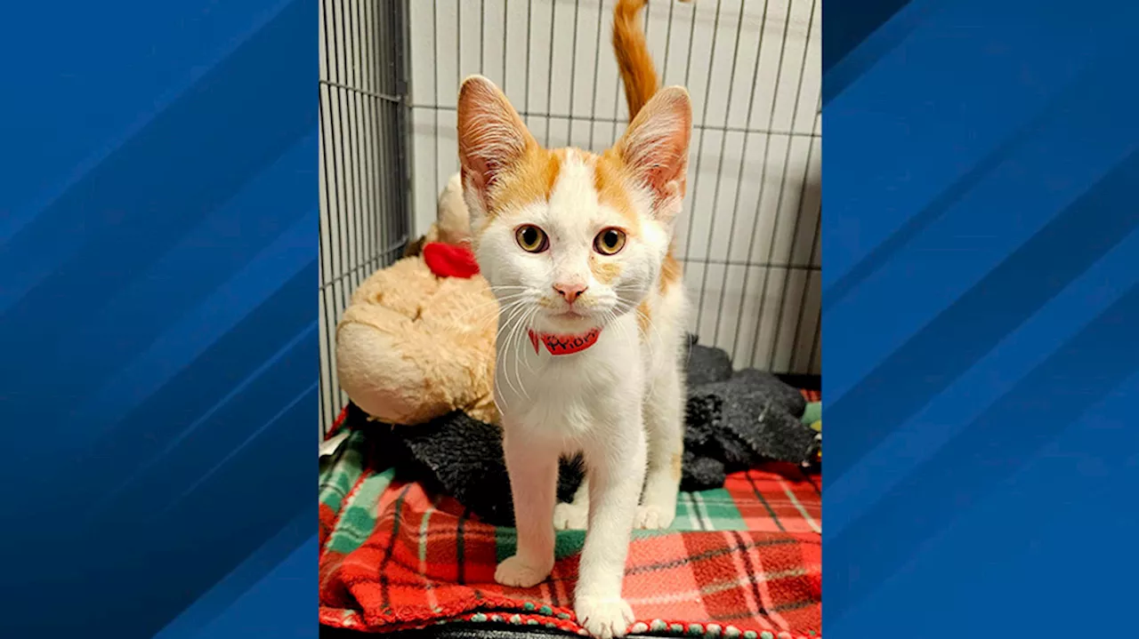 Kitten rescued from mailbox in Ross County