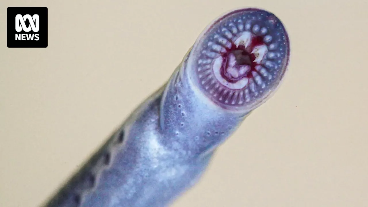 Australian brook lamprey aka 'vegan Dracula' fish a surprise discovery in Queensland waterways