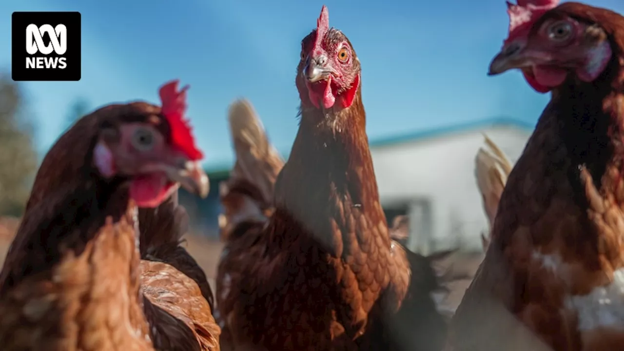 Bird flu detected on New South Wales poultry farm as Victoria continues to battle its own outbreak