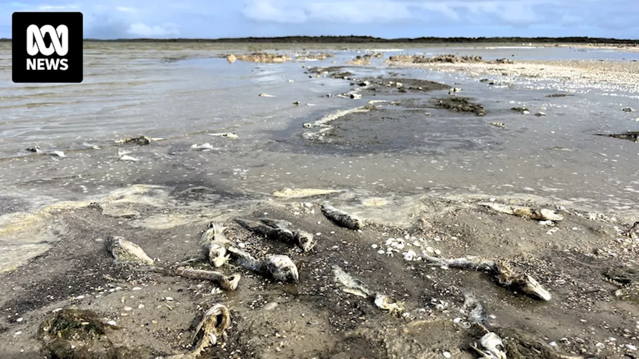 Coorong's troubled South Lagoon fishers call for action as about 200 tonnes of fish left to rot