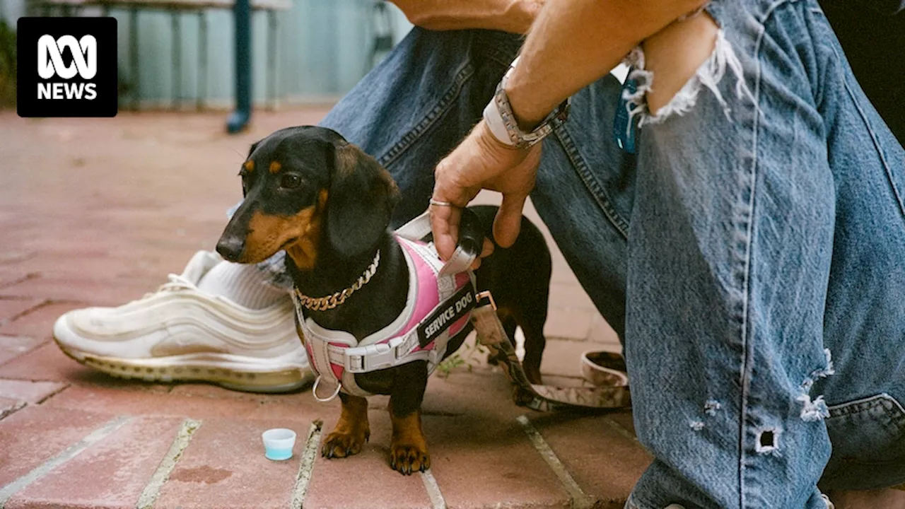 Pets in the park