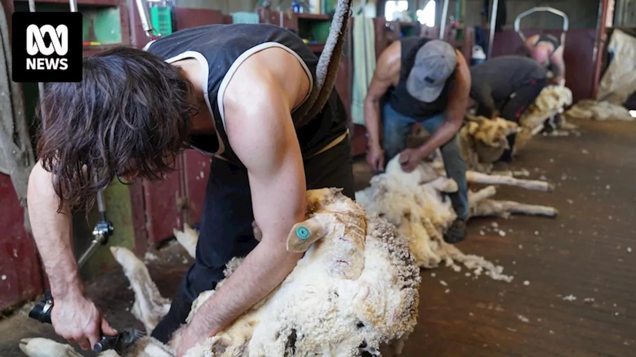 WA sheep shearing towns fear ban on live exports will be hammer blow for communities