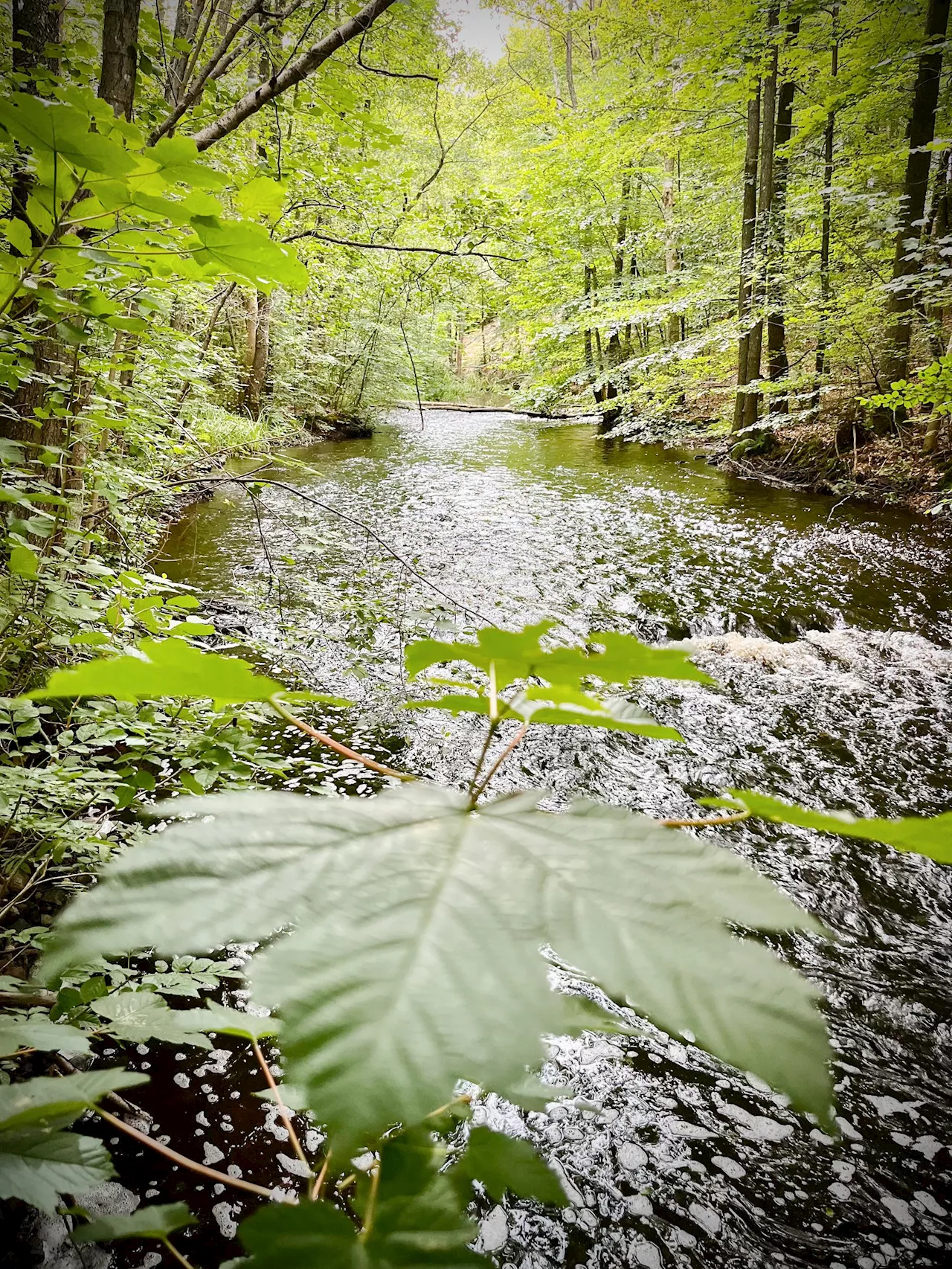 Naturrestaureringslag godkänd av EU - trots svenskt nej