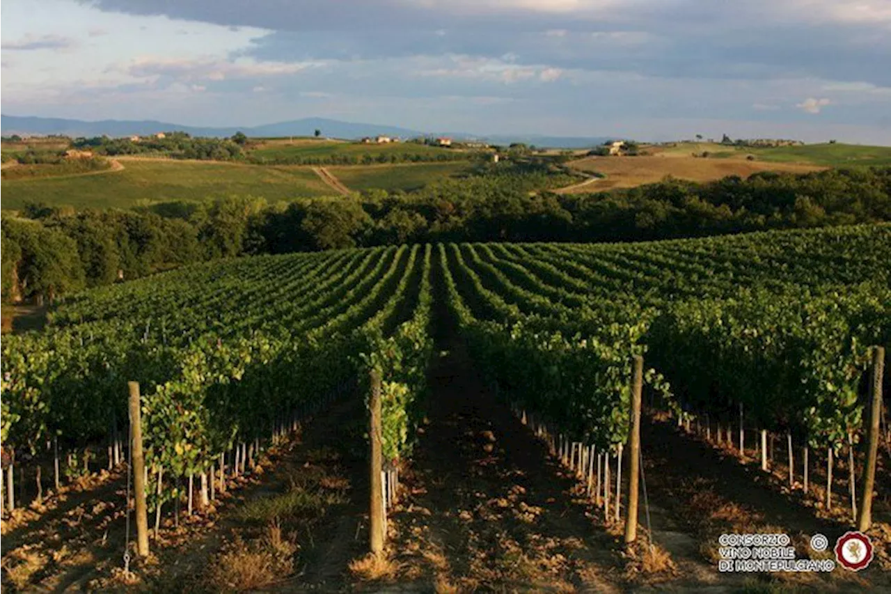 Nomisma, il 93% delle imprese del vino praticano la sostenibilità