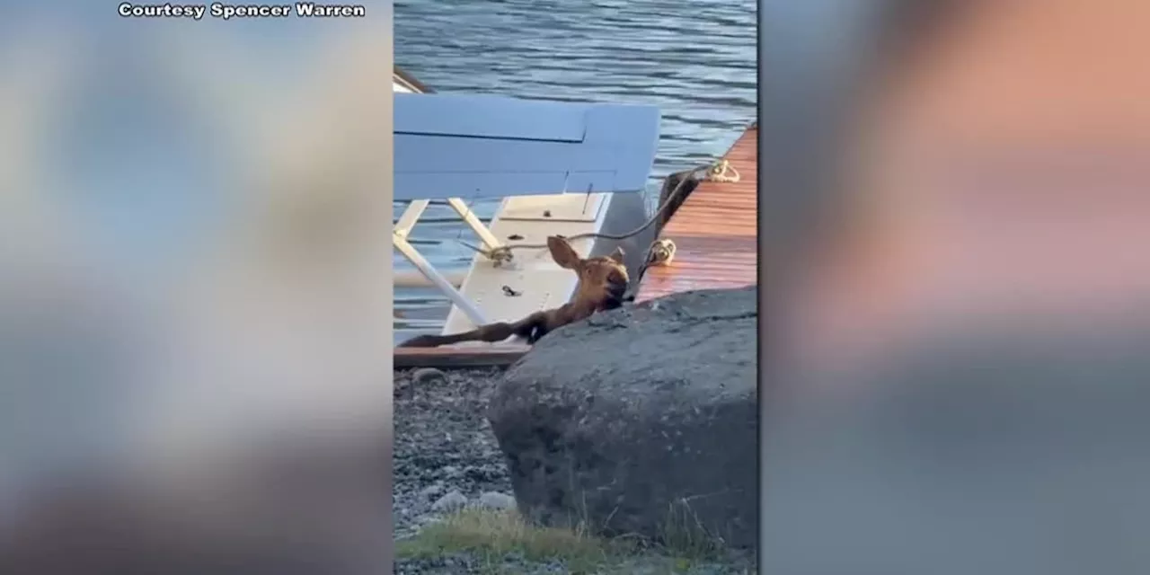 Moose calf stuck between floatplane and dock rescued in Homer