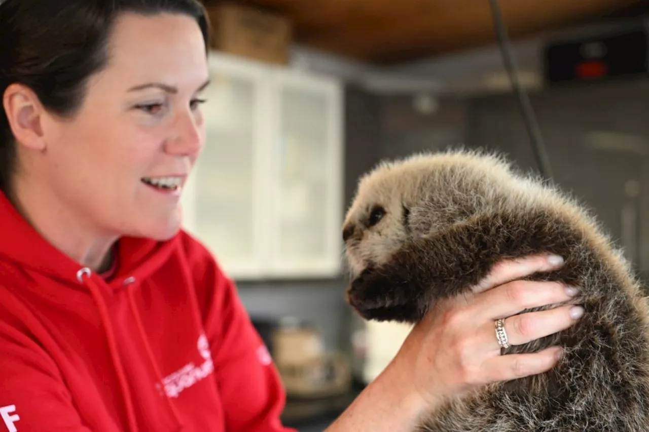 Orphaned B.C. sea otter pup in critical condition, receiving 24-hour care
