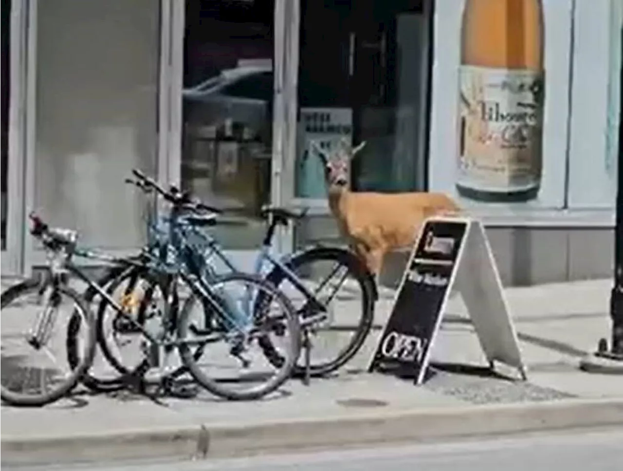 Watch: Deer spotted strolling down city streets in North Vancouver