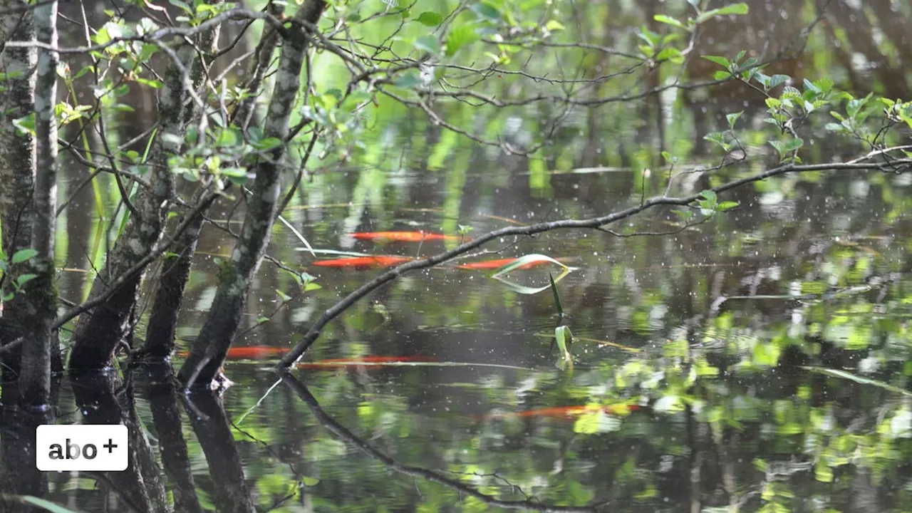 «Sie kommen sicher nicht einfach dahergeflogen»: Ausgesetzte Goldfische im Althau-Weiher breiten sich explosionsartig aus