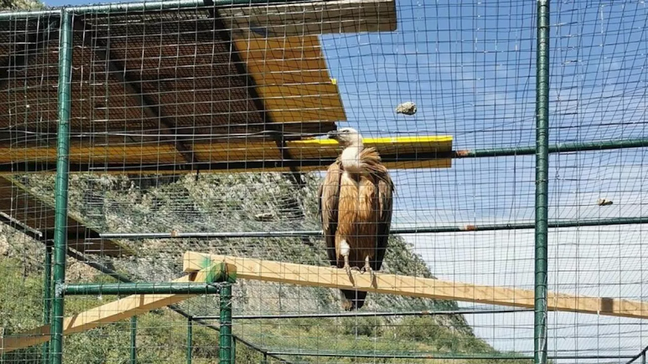 Trenta grifoni reintrodotti nel parco delle Madonie