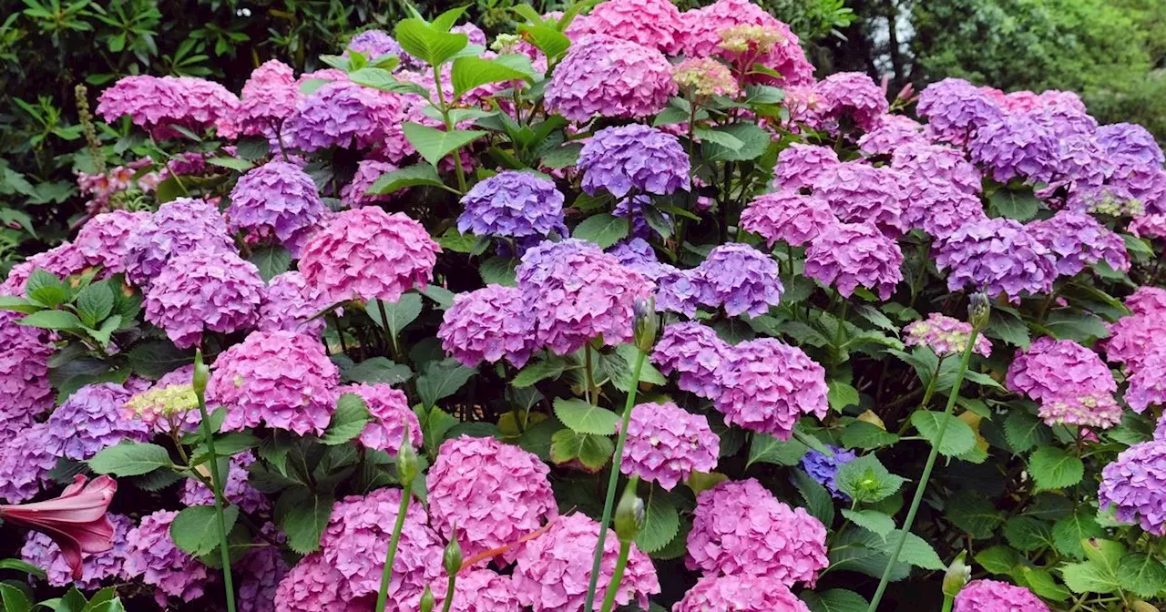 Hydrangeas will turn 'best blue colour' and bloom quickly with common ingredient