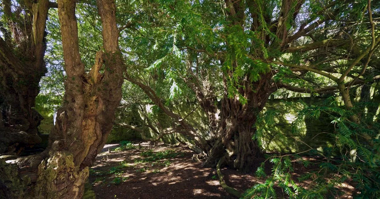 Scotland's 'oldest tree' is in cute little village perfect for summer day out