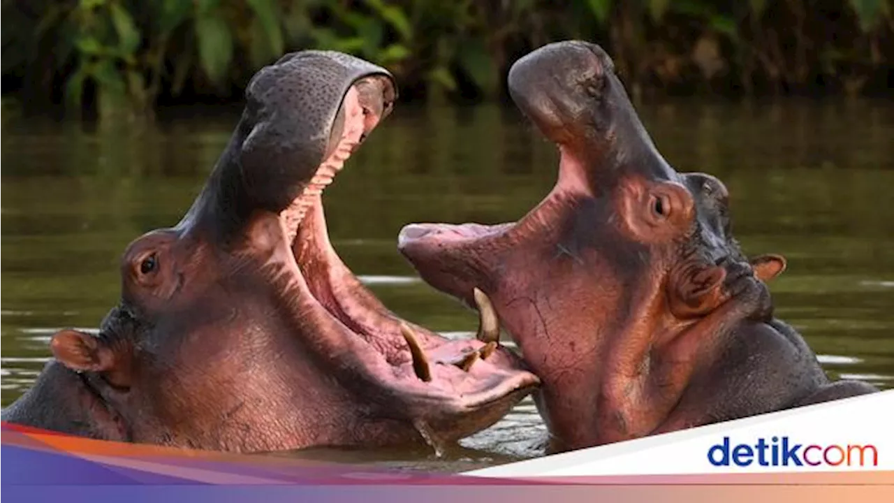 6 Fakta 'Aneh' yang Jarang Kamu Tahu, Bintang Laut Tak Punya Tubuh