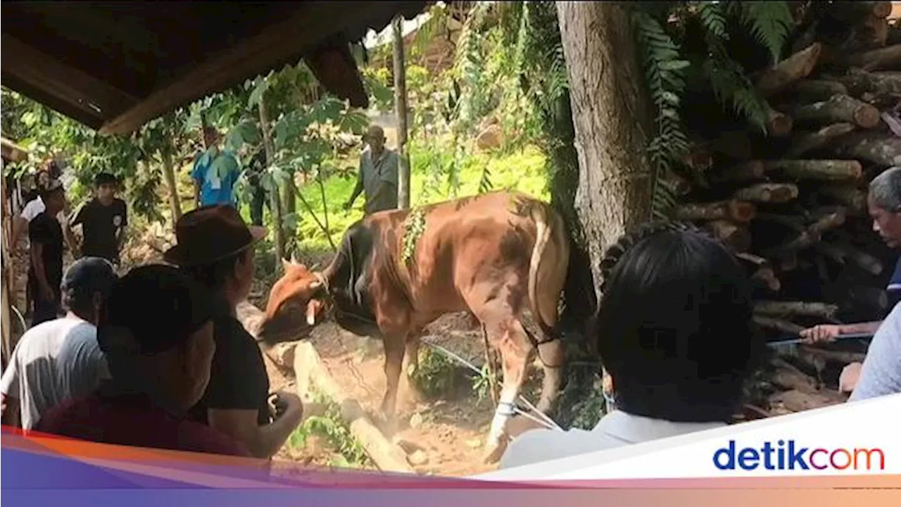 Serba-serbi Hari Raya Kurban, Sapi Hilang-Ngamuk karena Suara Motor