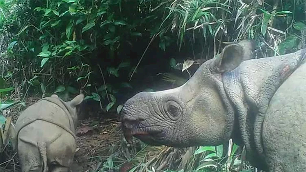 Javan rhino clings to survival after Indonesia poaching wave