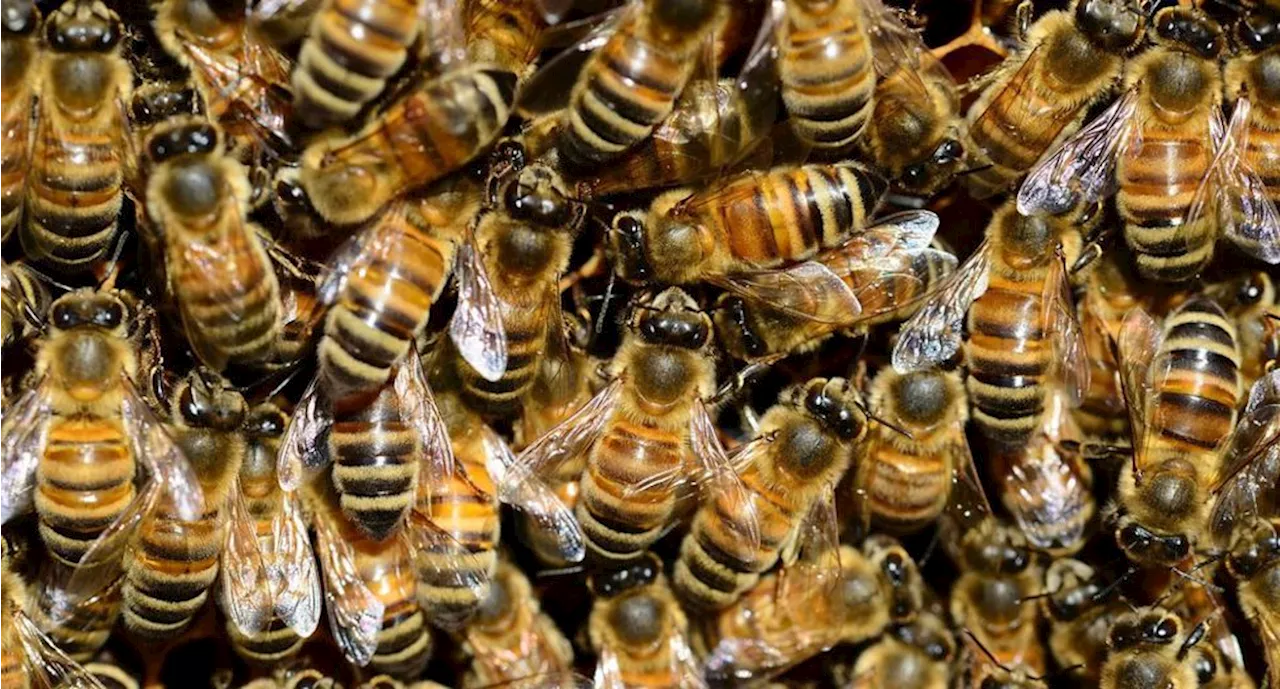 Ataque de abejas deja una mujer intoxicada y dos policías con picaduras en Sinaloa