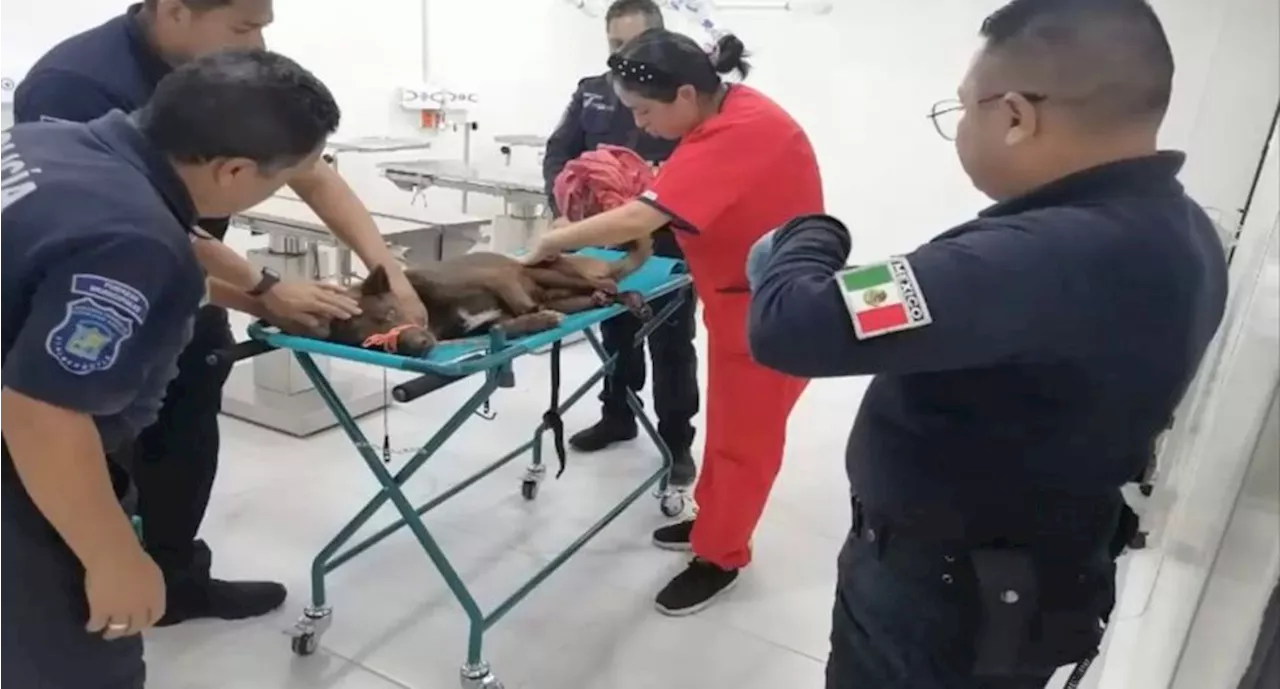 Protección Animal rescata a perro herido por locomotora en Tlalnepantla; recibe atención en clínica 'Huellitas'