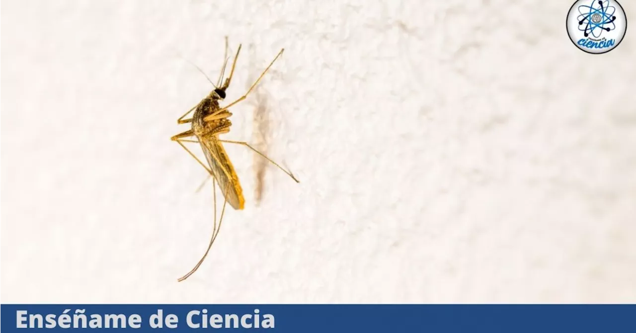 Misterio resuelto: Se acaba de descubrir por qué los mosquitos atacan solo a algunas personas