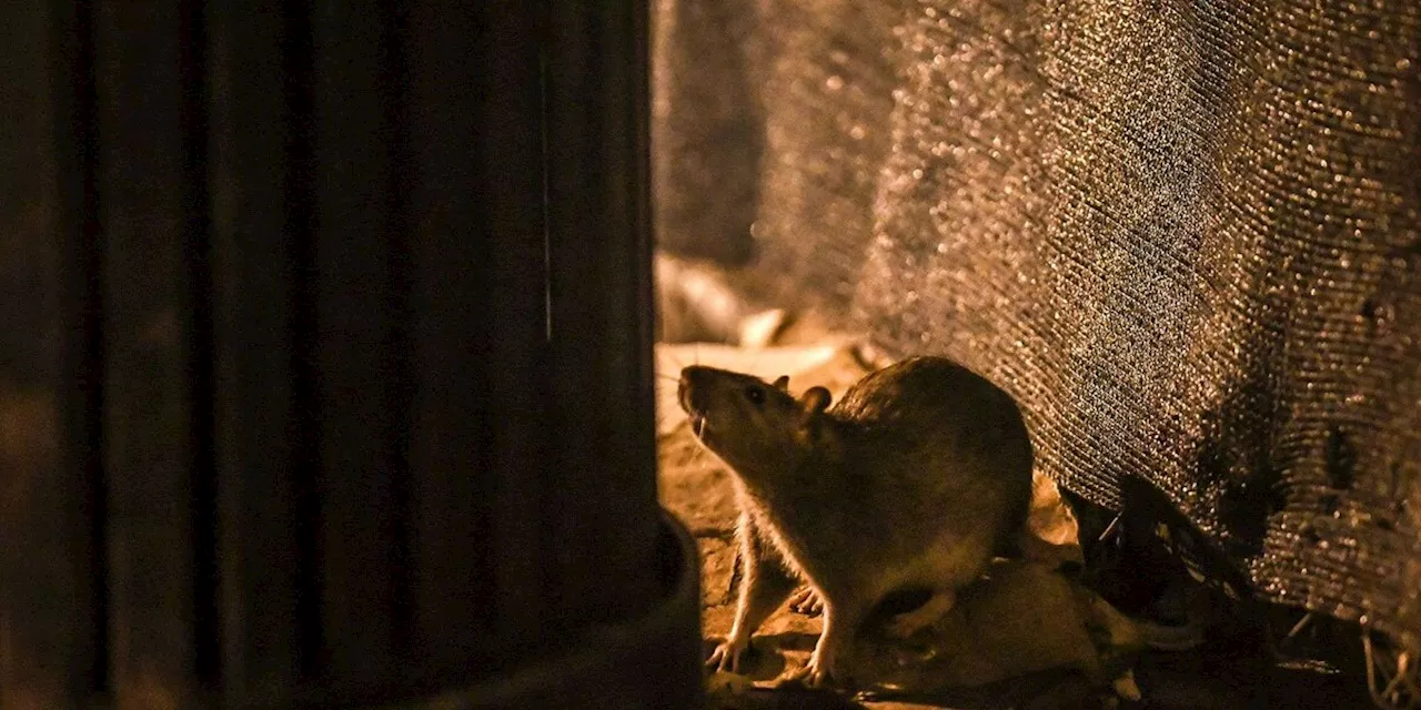 Im Kampf gegen Ratten-Plage in deutscher Großstadt setzen Jäger auf Schoko-Nuss