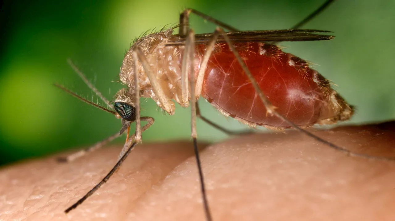What To Know About West Nile As Officials Warn Against Deadly Disease At Start Of Mosquito Season