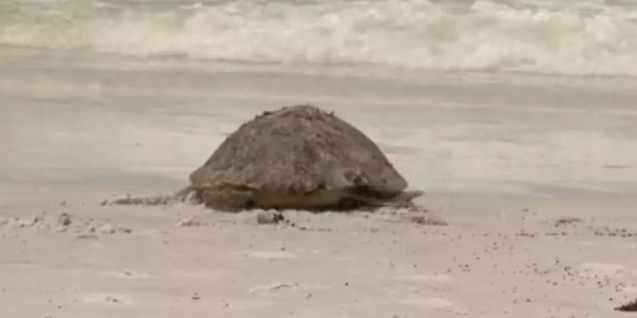 5 sea turtles released in Okaloosa County following rehabilitation at C.A.R.E. Center