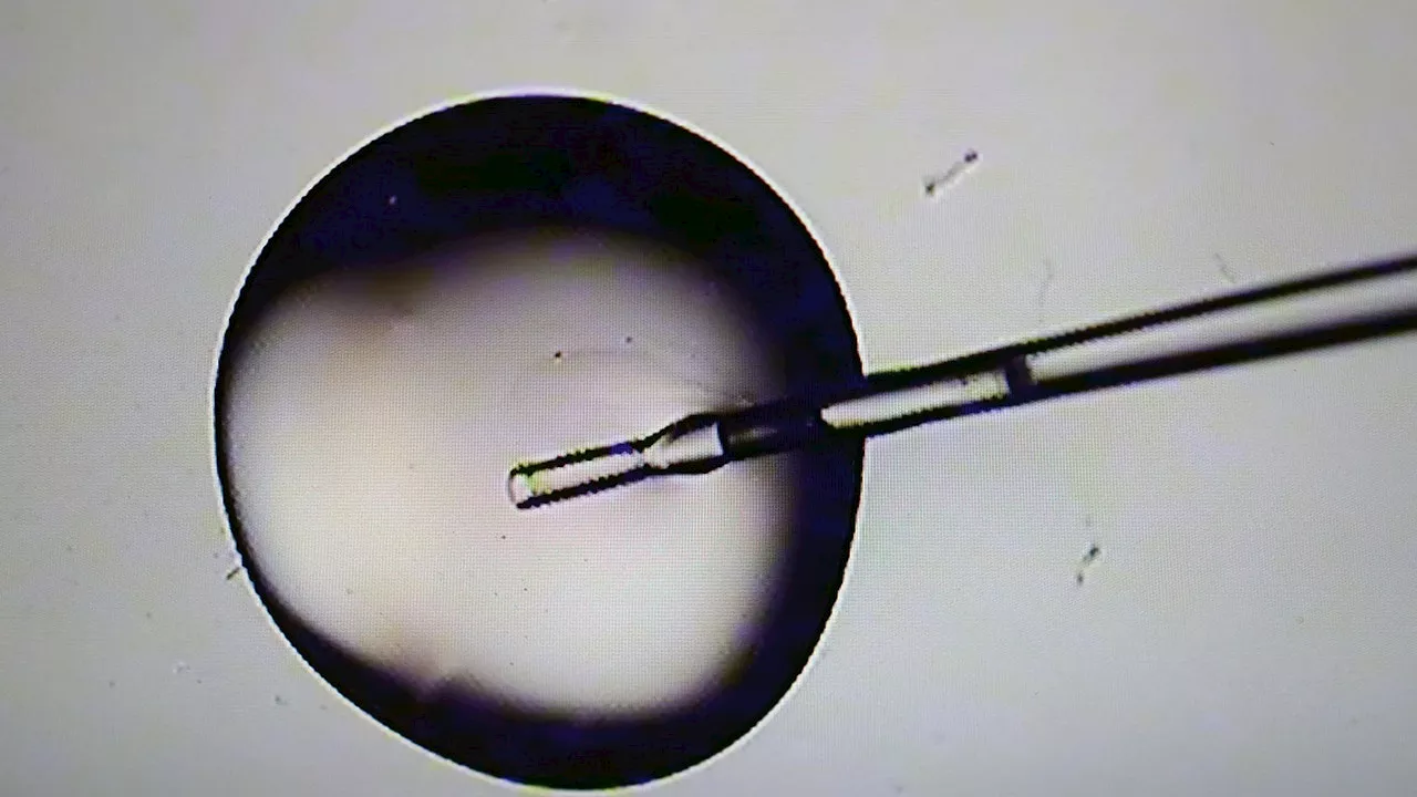 NYC Council members urge city to provide IVF coverage for gay male employees