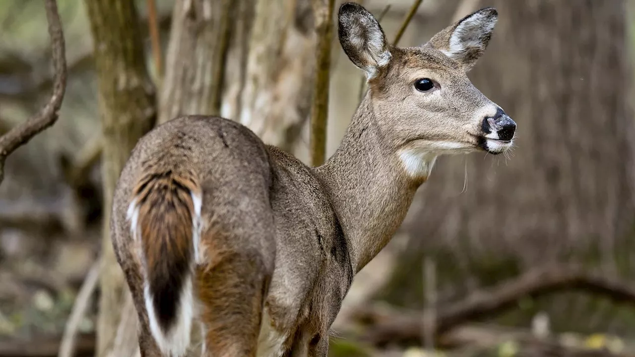 Prion Disease Is Spreading in Deer. Here's What We Know About the Risk to Humans