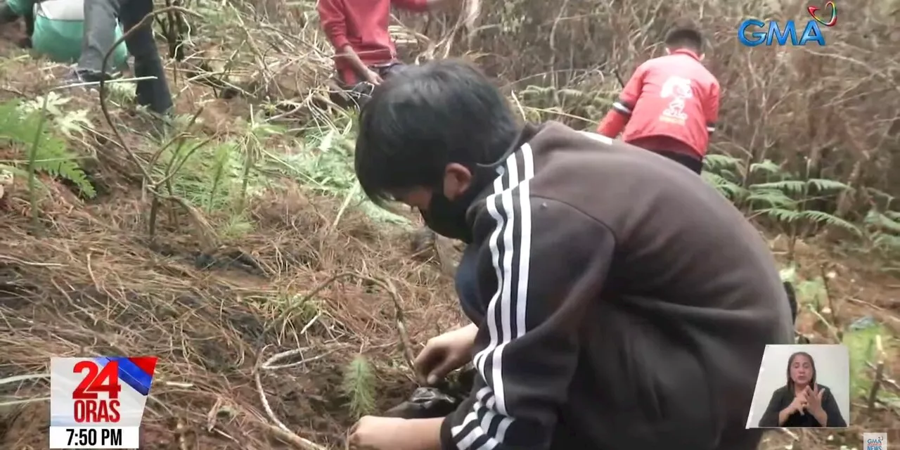 Students plant 100 pine trees in Benguet with GMA Kapuso Foundation