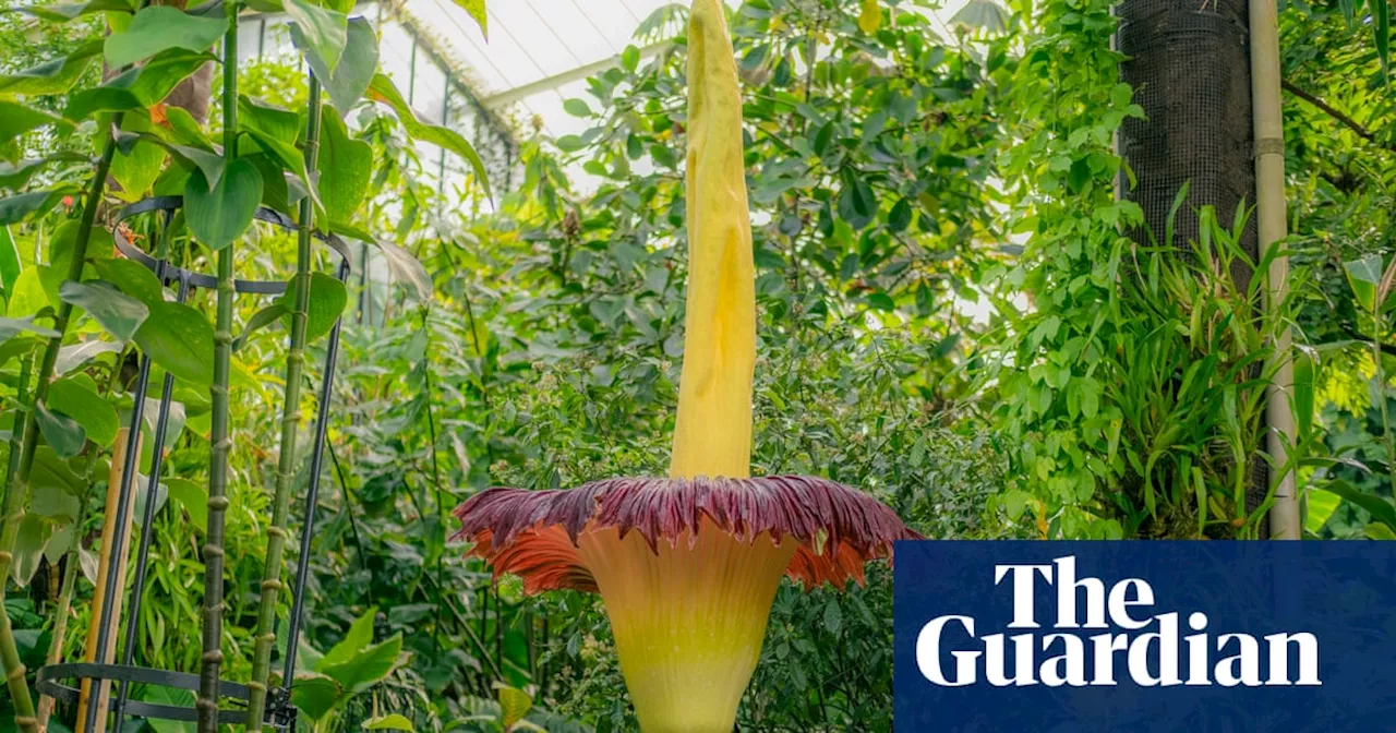 The corpse flower: is this the world’s smelliest plant?