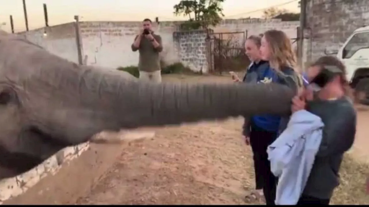 VIDEO: un elefante se desespera y golpea en la cara con su trompa a una mujer que a fuerzas le quería sacar fotografías