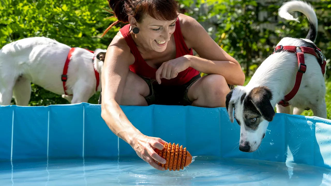 Euch heuer bietet die 'Dog Zone' Hunden Abkühlung