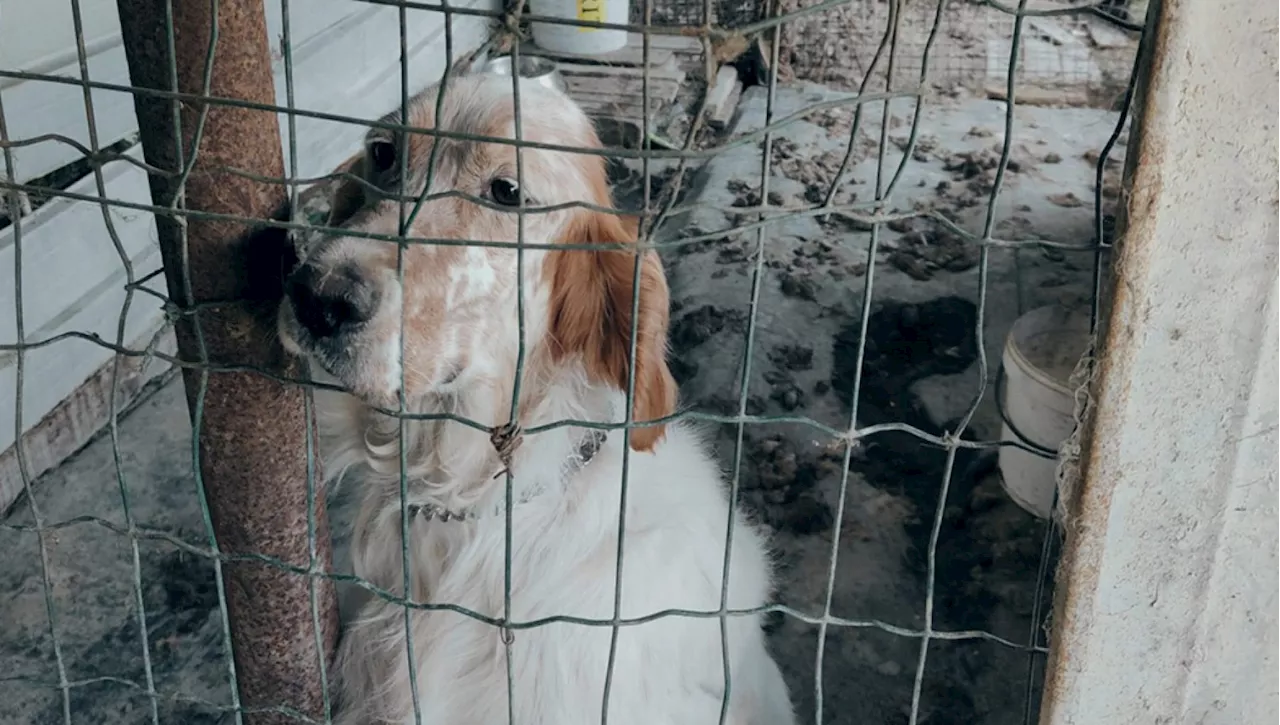 Abbandonato al suo destino, il cane Ares è stato sequestrato e ora cerca un affido