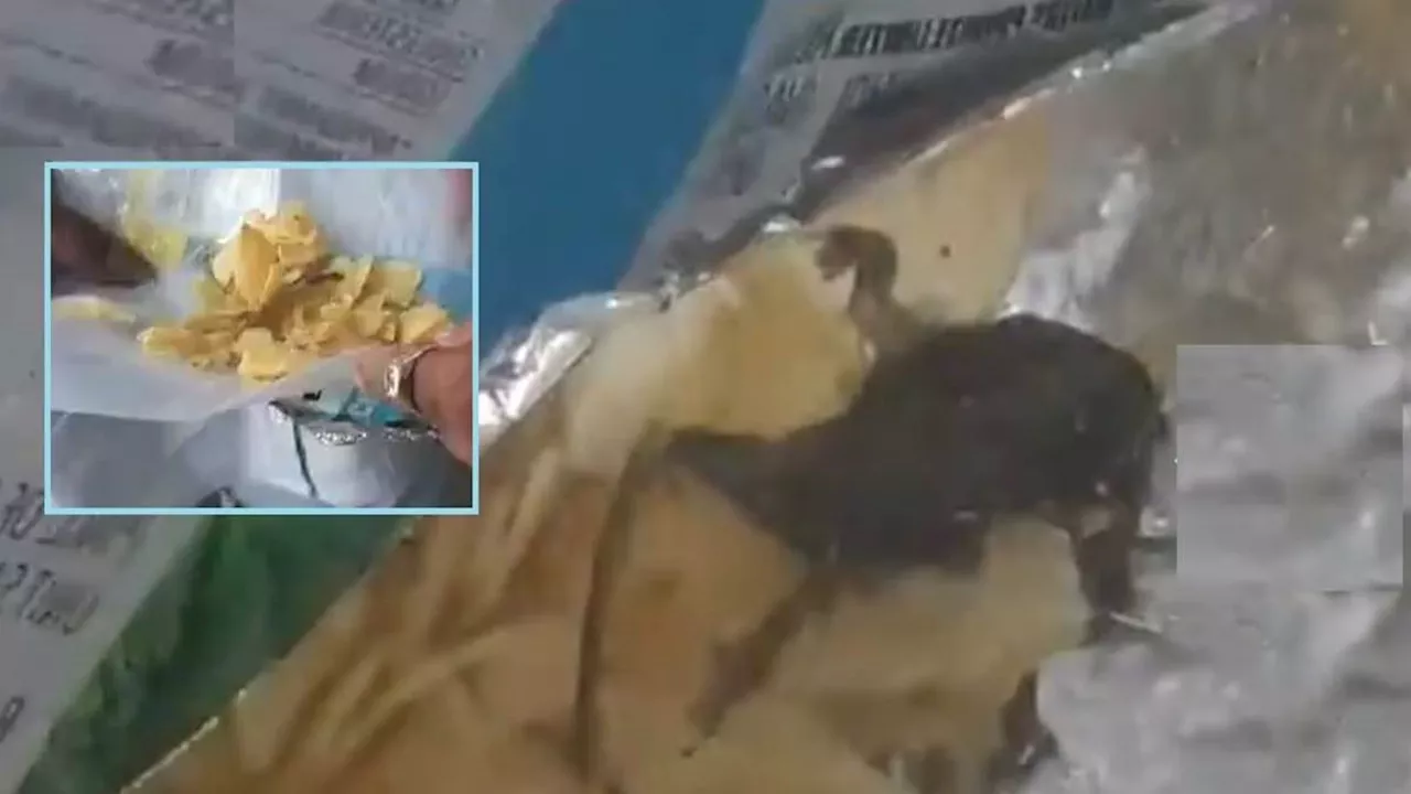 Frog in Chips Packet: आइसक्रीम में कटी अंगुली के बाद आलू के चिप्स के पैकेट में मिला मरा मेढ़क, जांच के आदेश