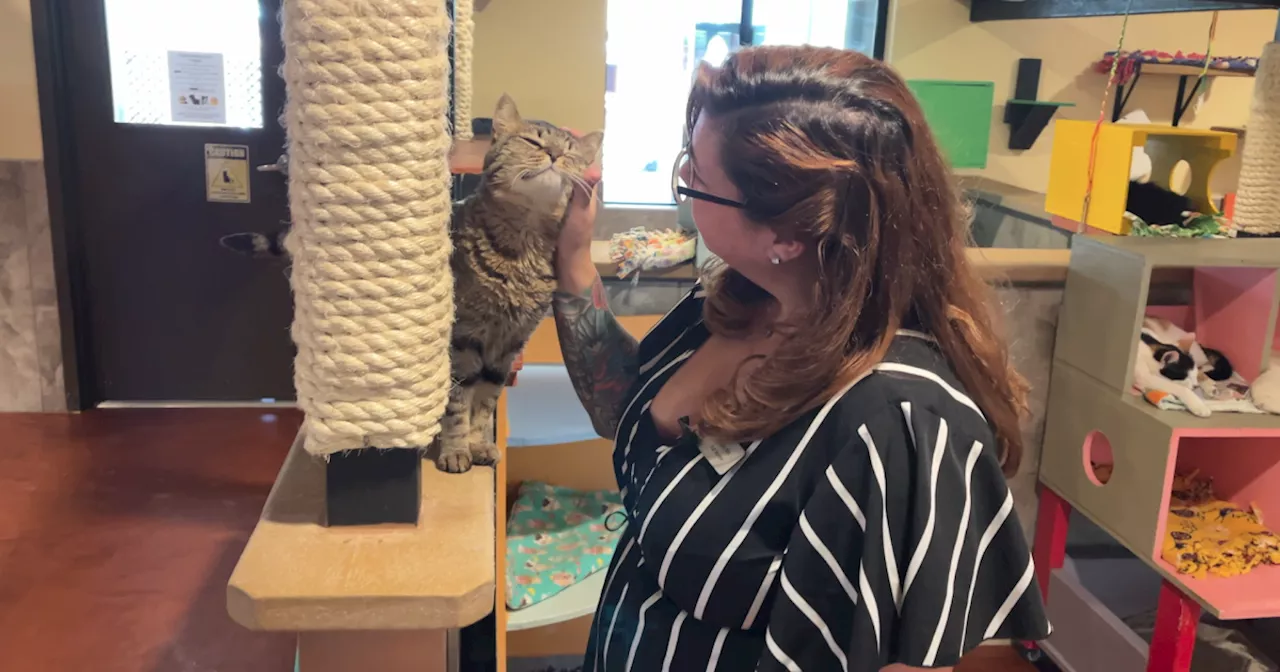 Inside Tucson's high-demand cat shelter and sanctuary