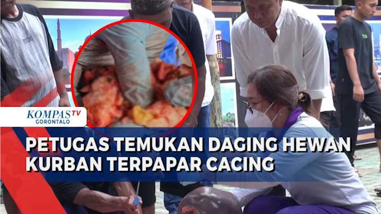 Lakukan Pemeriksaan Daging Kurban, Petugas Temukan 2 Ekor Hewan Kurban Yang Terpapar Cacing