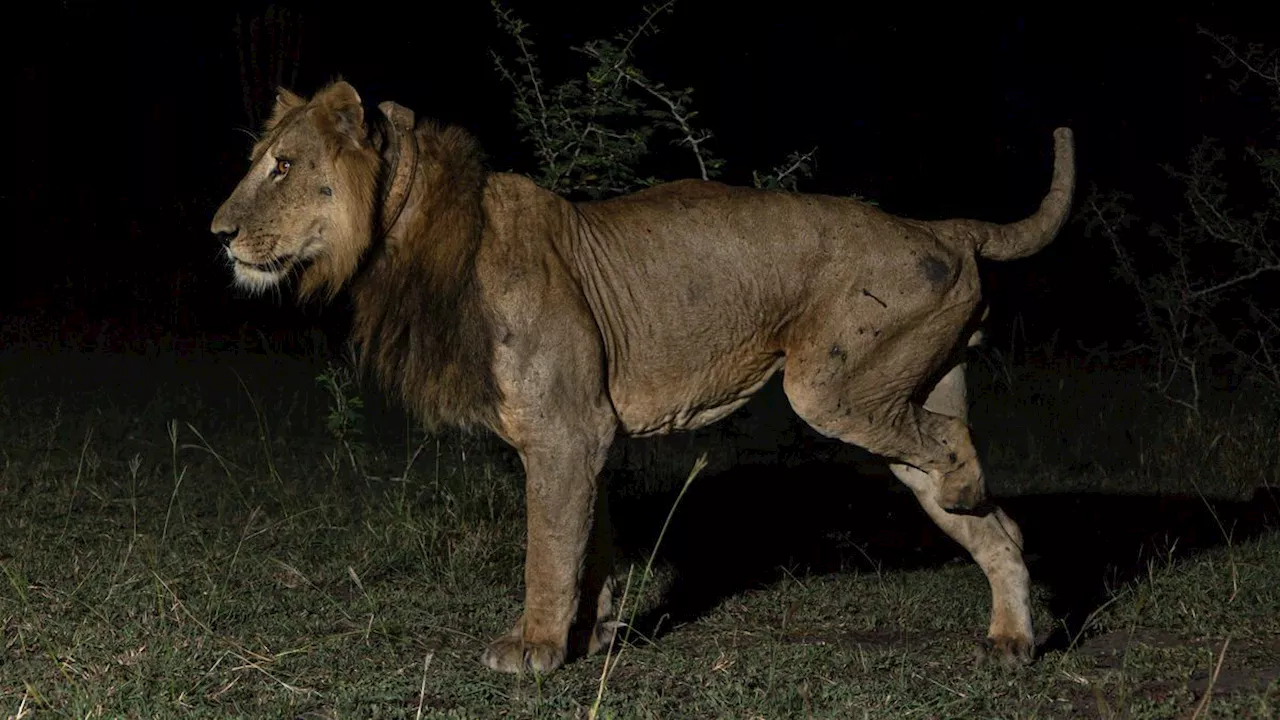 'It's pretty incredible, the guy's got three legs': Watch lion looking for sex make record-breaking swim across treacherous river filled with crocs and hippos