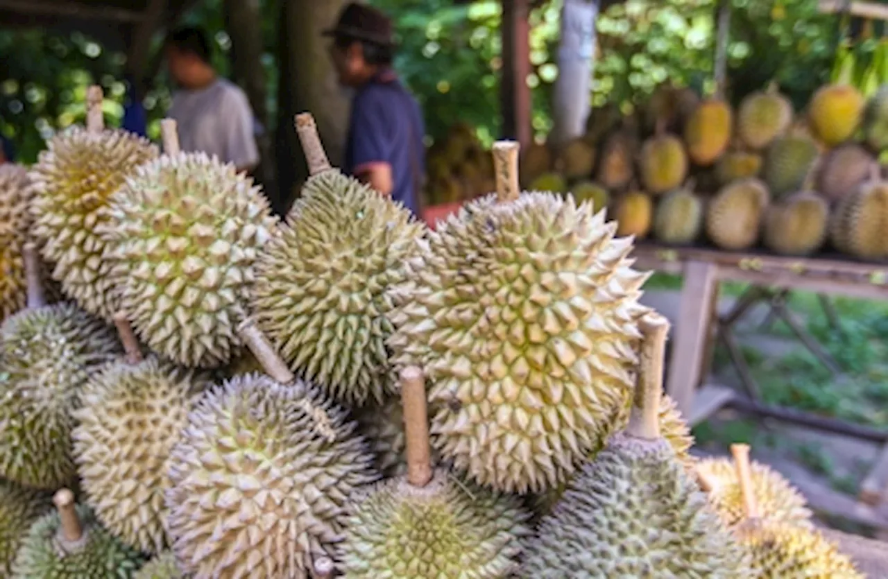 Mat Sabu: Malaysia’s fresh durians now allowed for export to China