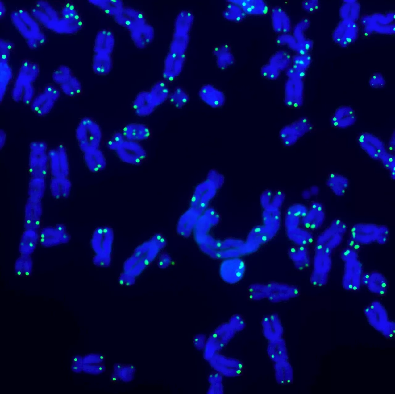 Unveiling Telo-seq: New method for determining the length and sequence of telomeres on individual chromosomes