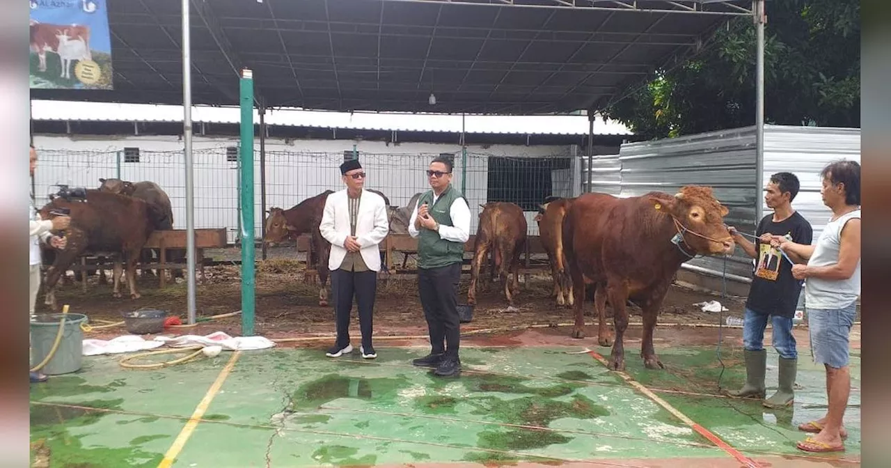 Penampakan Sapi Kurban Berbobot 500 kg Milik Gibran Rakabuming Raka di Masjid Agung Al Azhar